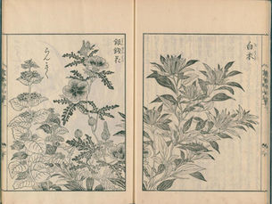 橘保国『繪本野山草』