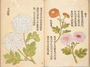 日本初の菊の画譜