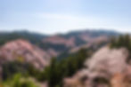 吉野山 山桜