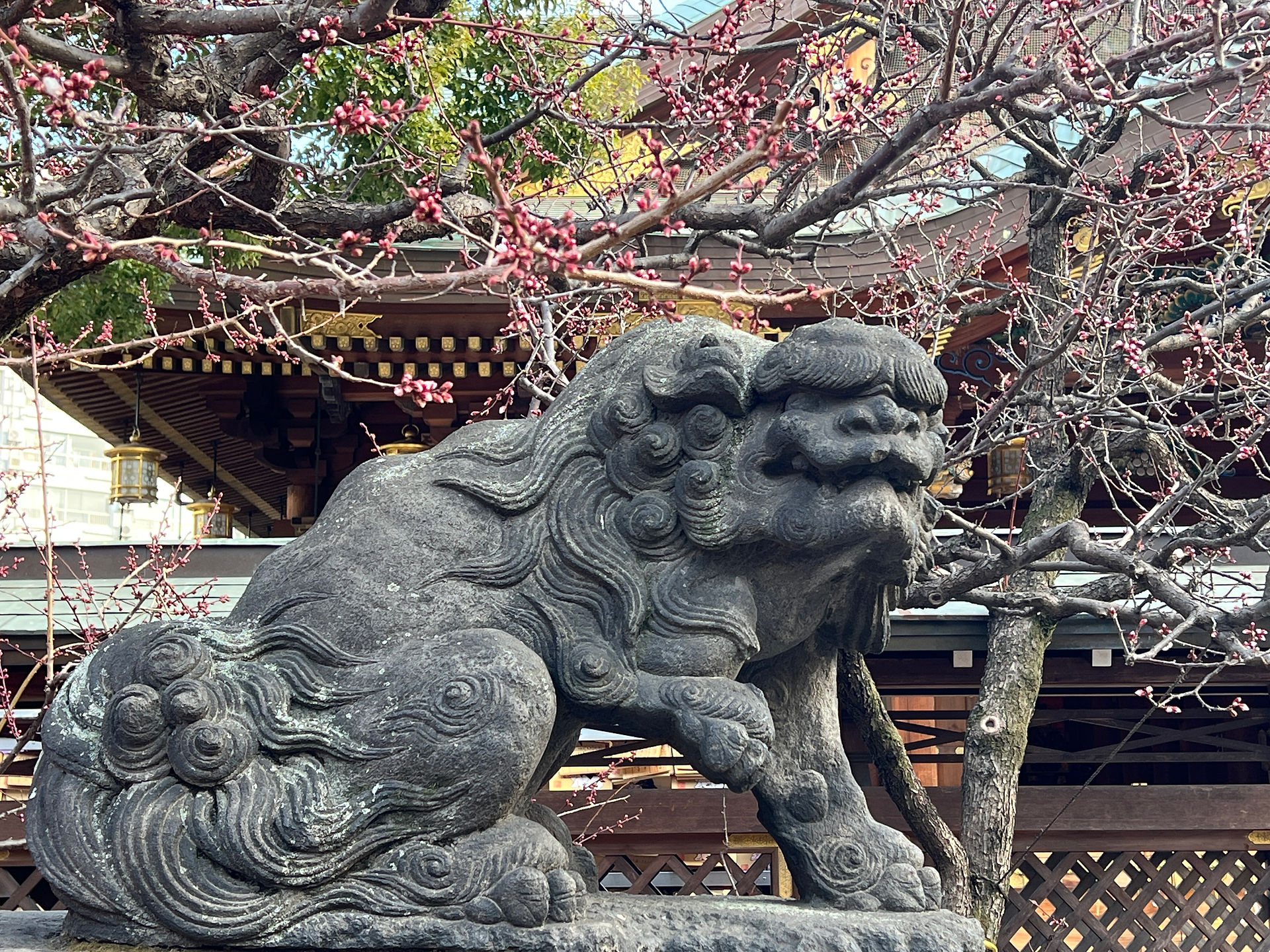 湯島天満宮　狛犬と梅
