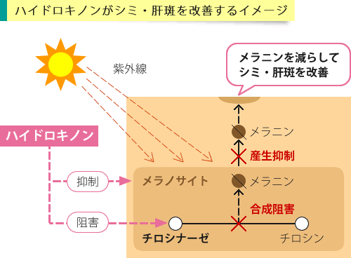 “肌の漂白剤”という異名を持つほどの高い美白効果があるハイドロキノン。その特徴とおすすめ商品を紹介！