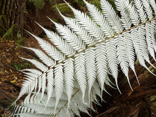 Post 2: The Silver Fern is More Than a National Logo