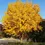 Thumbnail: Ginkgo Tree