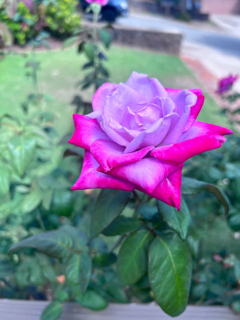 IMG_9358.jpeg