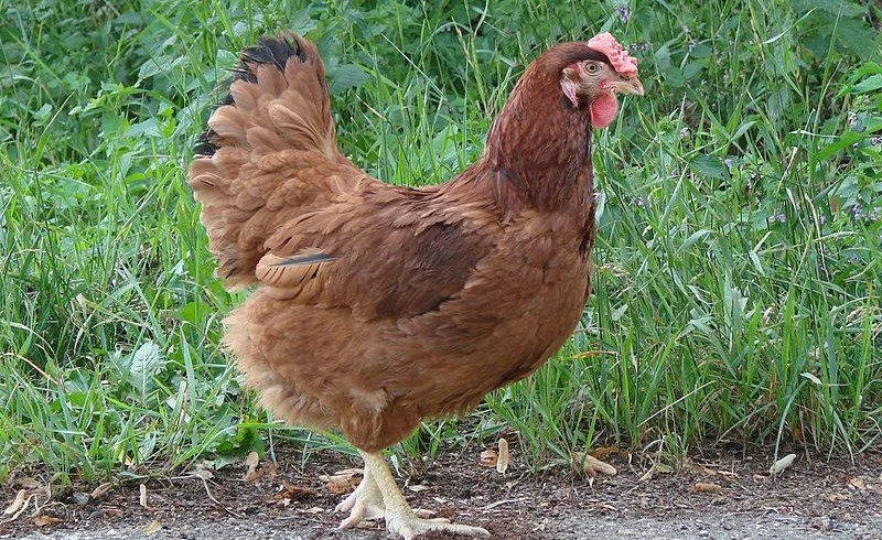 দেশী মুরগি [hen]