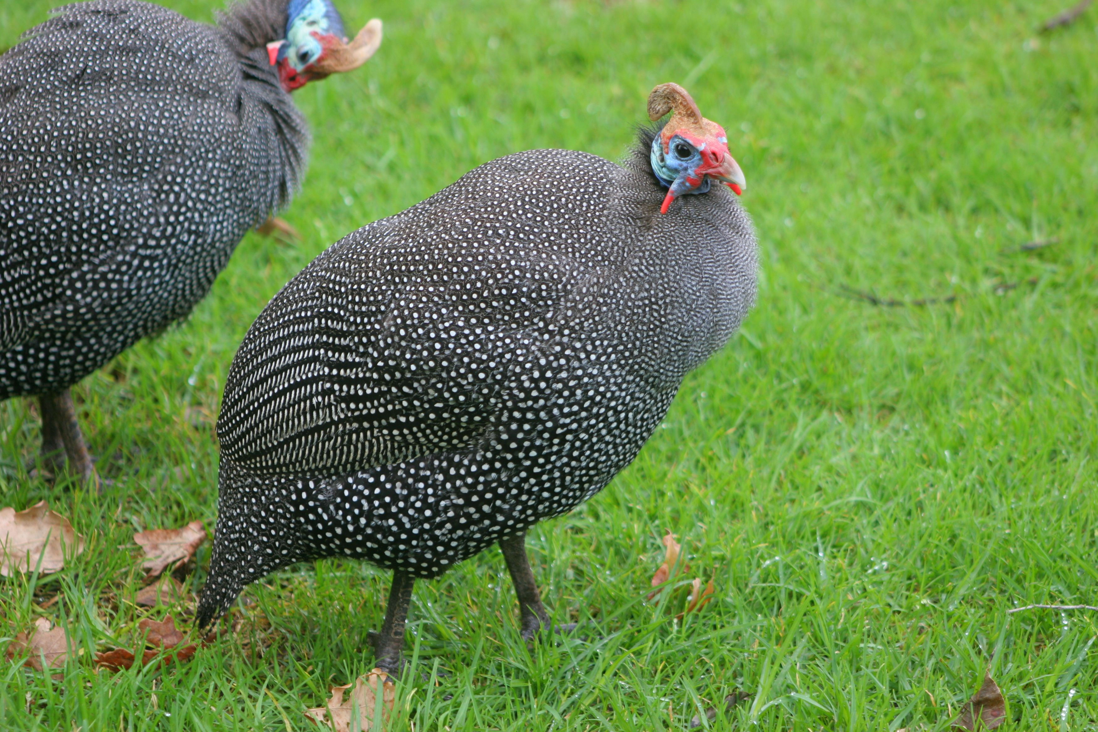 তিতির মুরগি [Guineafowl]