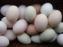 মুরগি এর ডিম [chiken's egg] প্রতি পিস