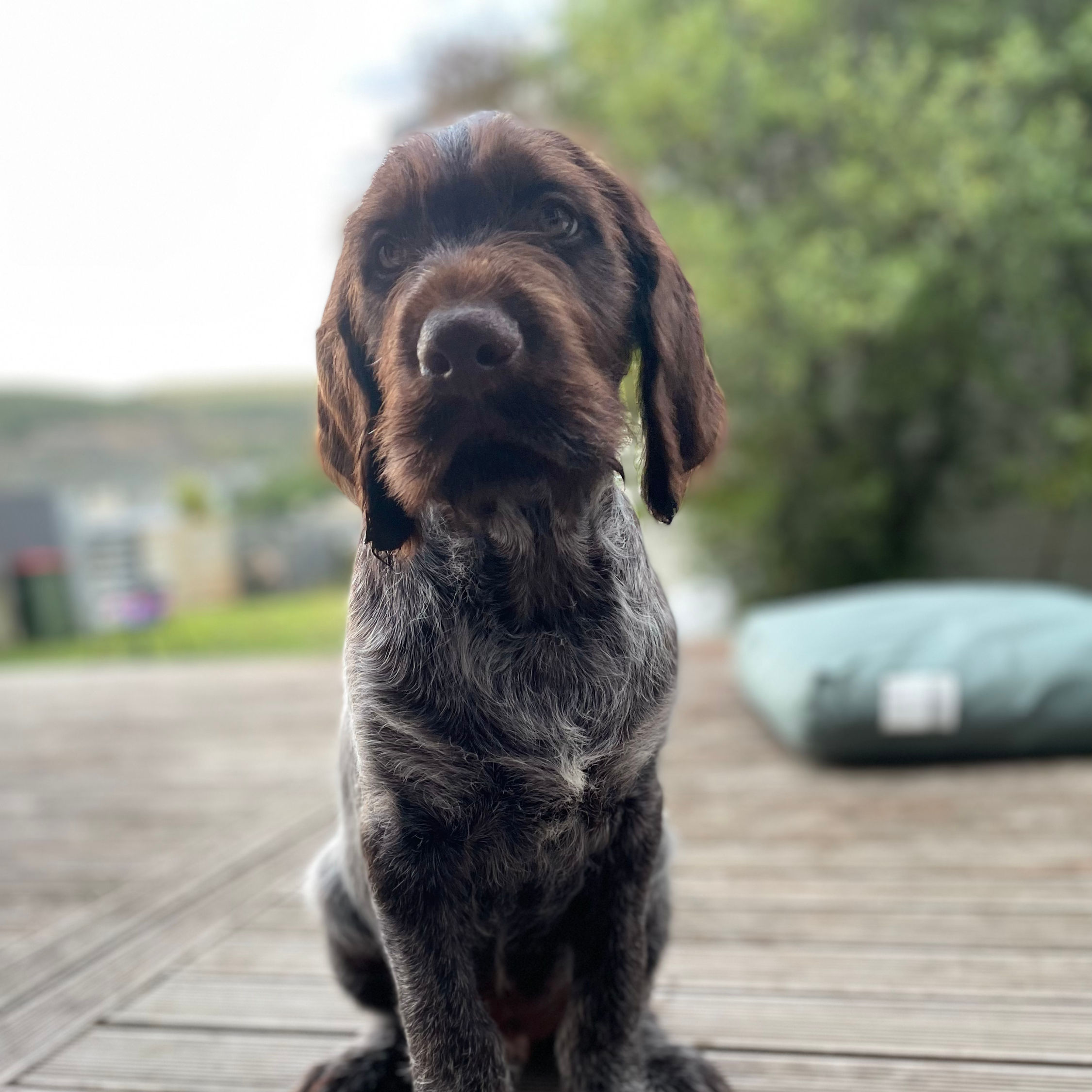 Puppy Programme