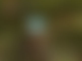 展示&在廊日のお知らせ。