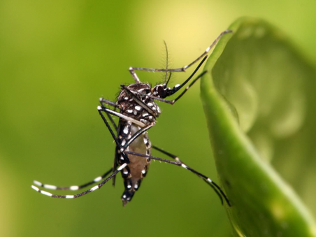 Crescimento dos casos de dengue no Brasil possui relação com crise climática, aponta estudo da Fiocruz