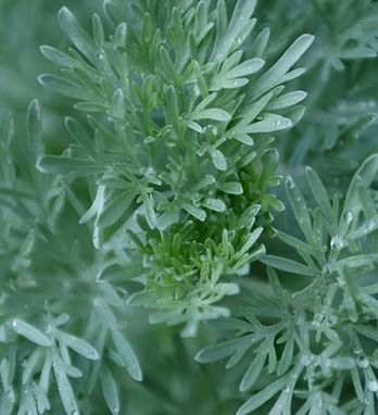 Green Herbs 2