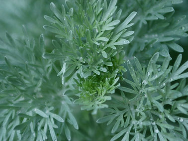 Green Herbs 2