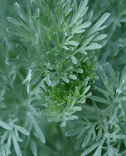 Green Foliage Close-up