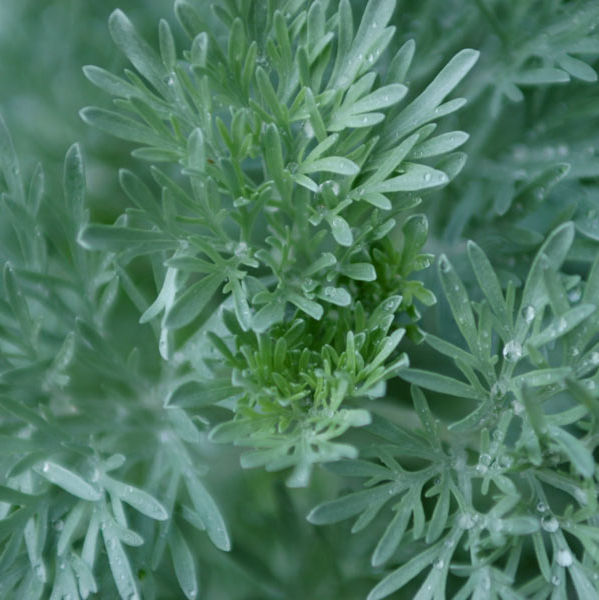 Green Herbs 2