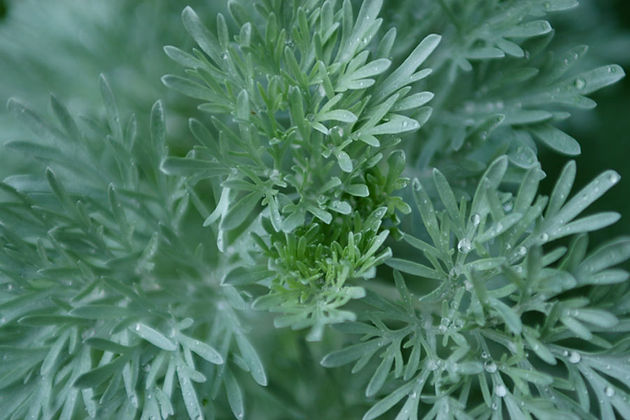 Green Herbs 2