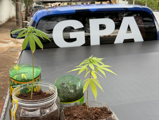 Queima de lixo termina em flagrante de plantação de maconha no quintal em Botucatu