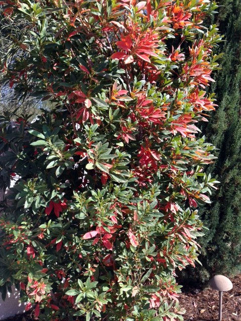 Favorite Flora