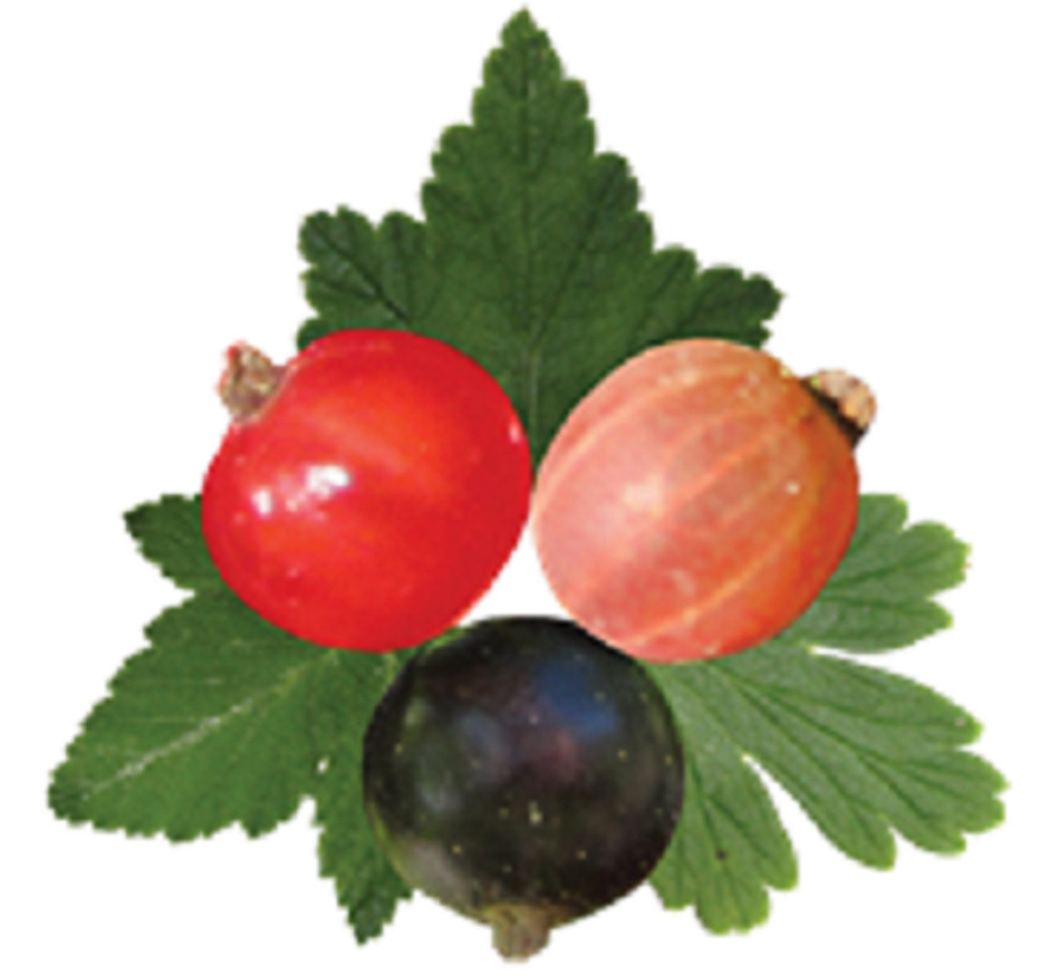 Coon's Berry Farm in Coleman