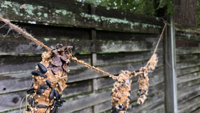 Pine Cone Bird Treats