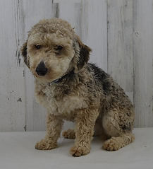 Kolby Father of Joe Toy Poodle from Windy Acres Puppy Adoptions
