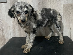 Fancy Mother of Tex Mini Poodle Puppy