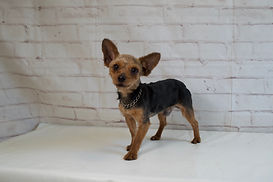 Jasper Father of Minnie Yorkie puppy from Windy Acres Puppy Adoptions