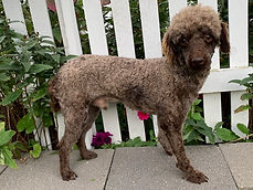 Sage Father of Ice Mini Poodle Puppy