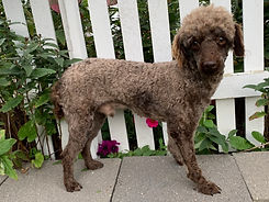 Sage Father of Tex Mini Poodle Puppy