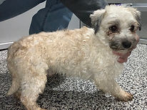 Spunky Father of Blur Havanese Puppy