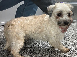 Spunky Father of Rex Havanese Puppy
