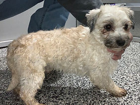 Spunky Father of Tiny Havanese Puppy