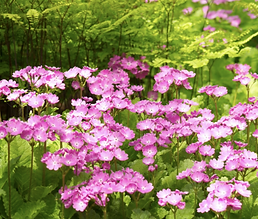 Screenshot 2019-01-24 15.06.05.png
