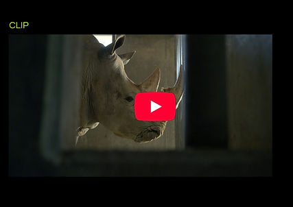 A FILM BY VIOLET DU FENG (1).png