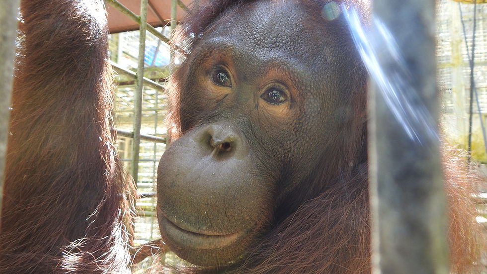 Sally, twelve year old female Orangutan who resides in a BOS socialisation complex in Samboja Lestari, Kalimantan on Borneo Island