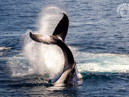 Learning the language of giants: humpback whales in WA