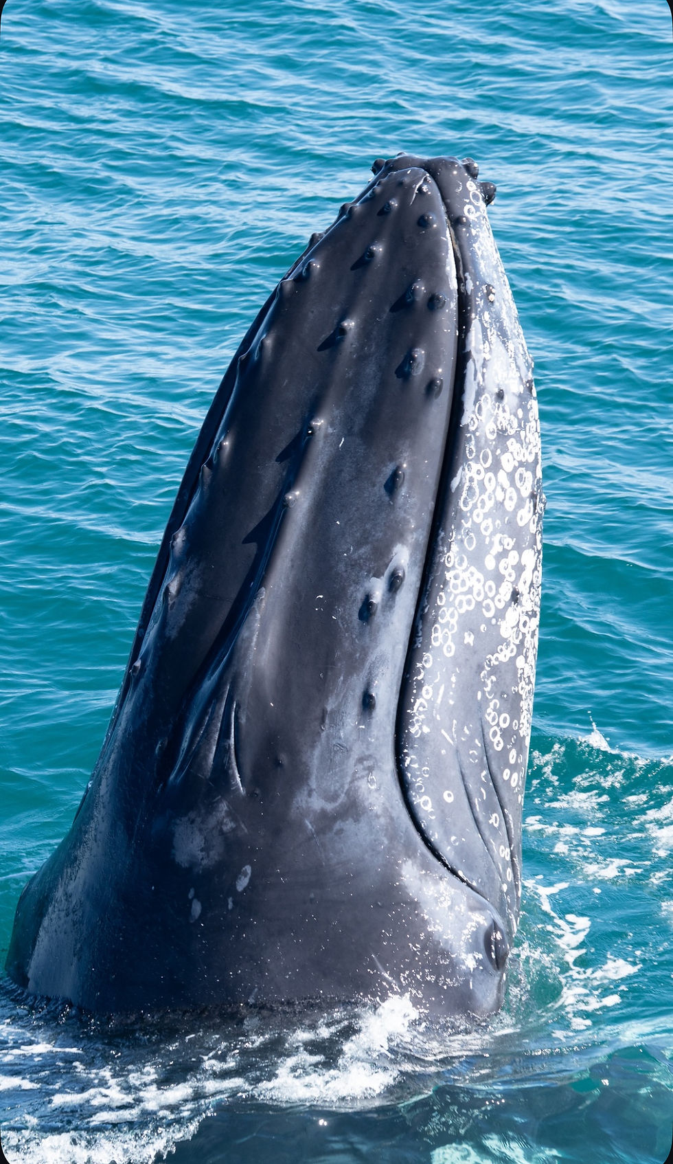 Image courtesy of Katie, Whale Watch WA 
