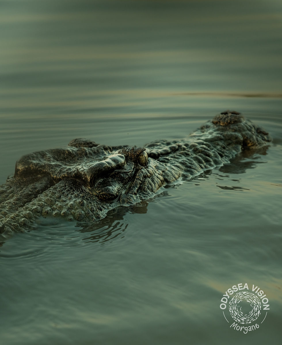 Crocodile partially submerged in calm water, textured skin visible. Water has a greenish hue. "Odyssea Vision Morgane" text in corner.