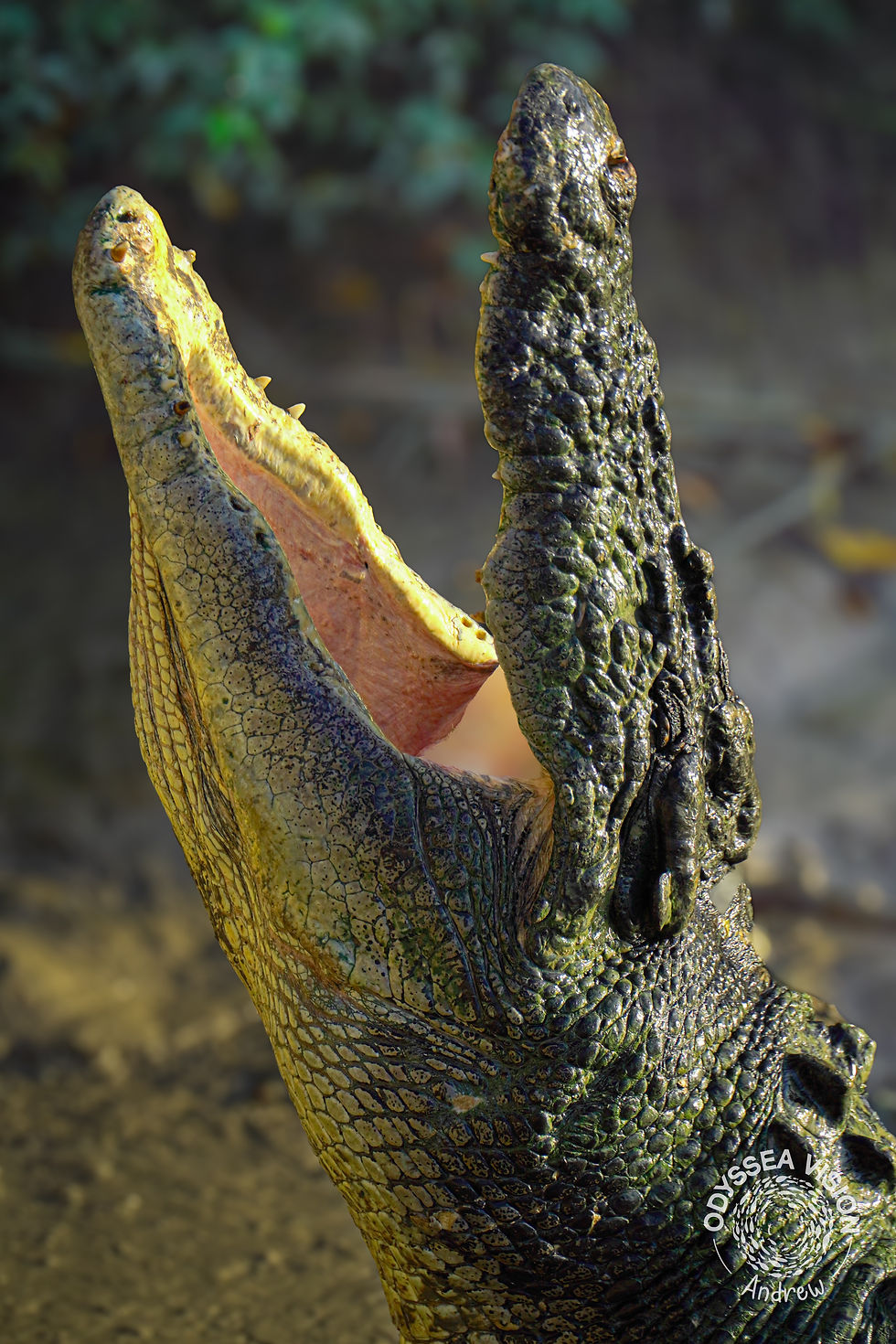 Close-up of a crocodile's open mouth, showcasing textured skin. Sunlit, with a blurred green and brown background. Logo text visible.