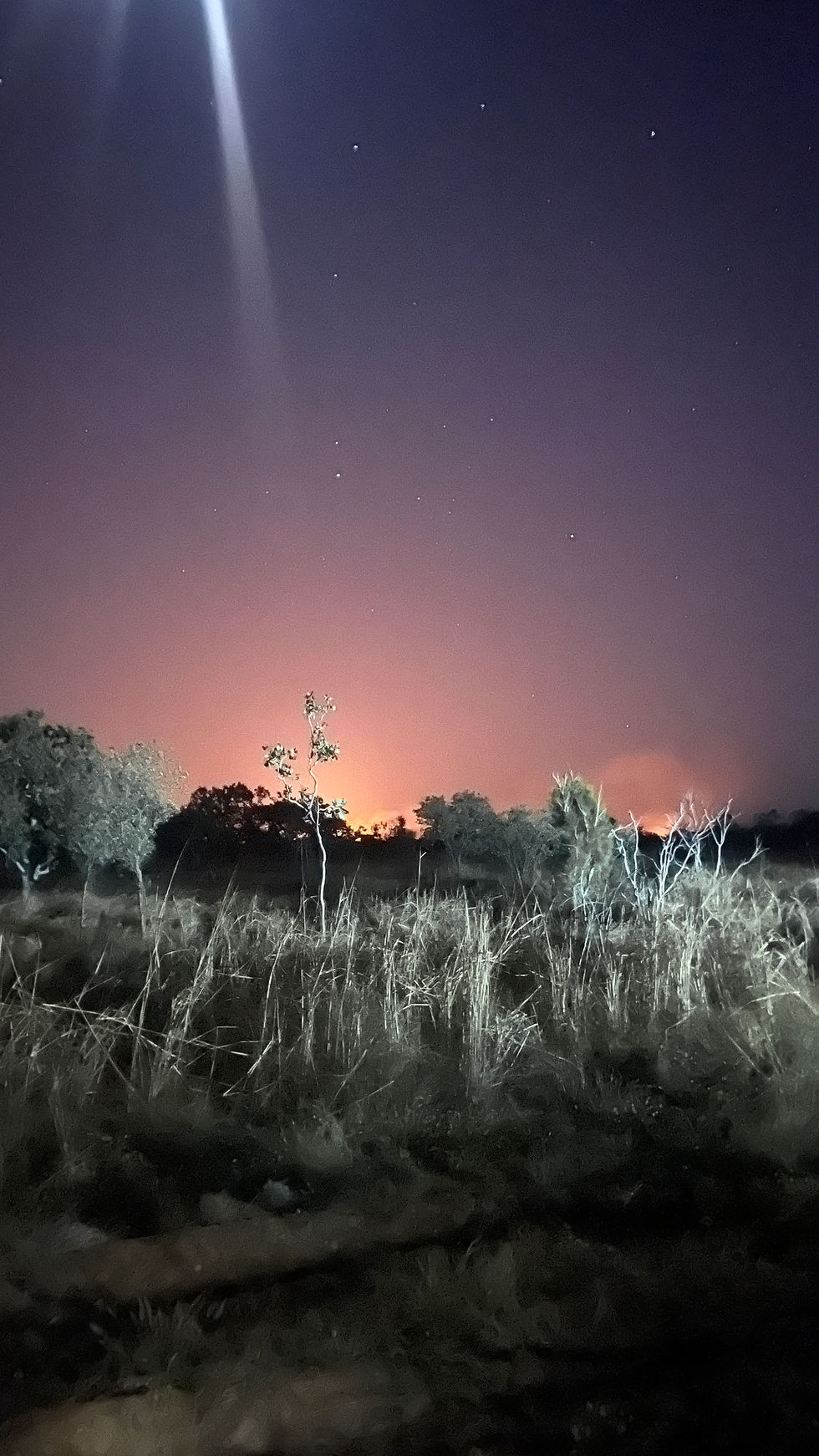 Night scene with dry grass and silhouetted trees under a starry sky. A warm, orange glow illuminates the horizon, creating a calming mood.