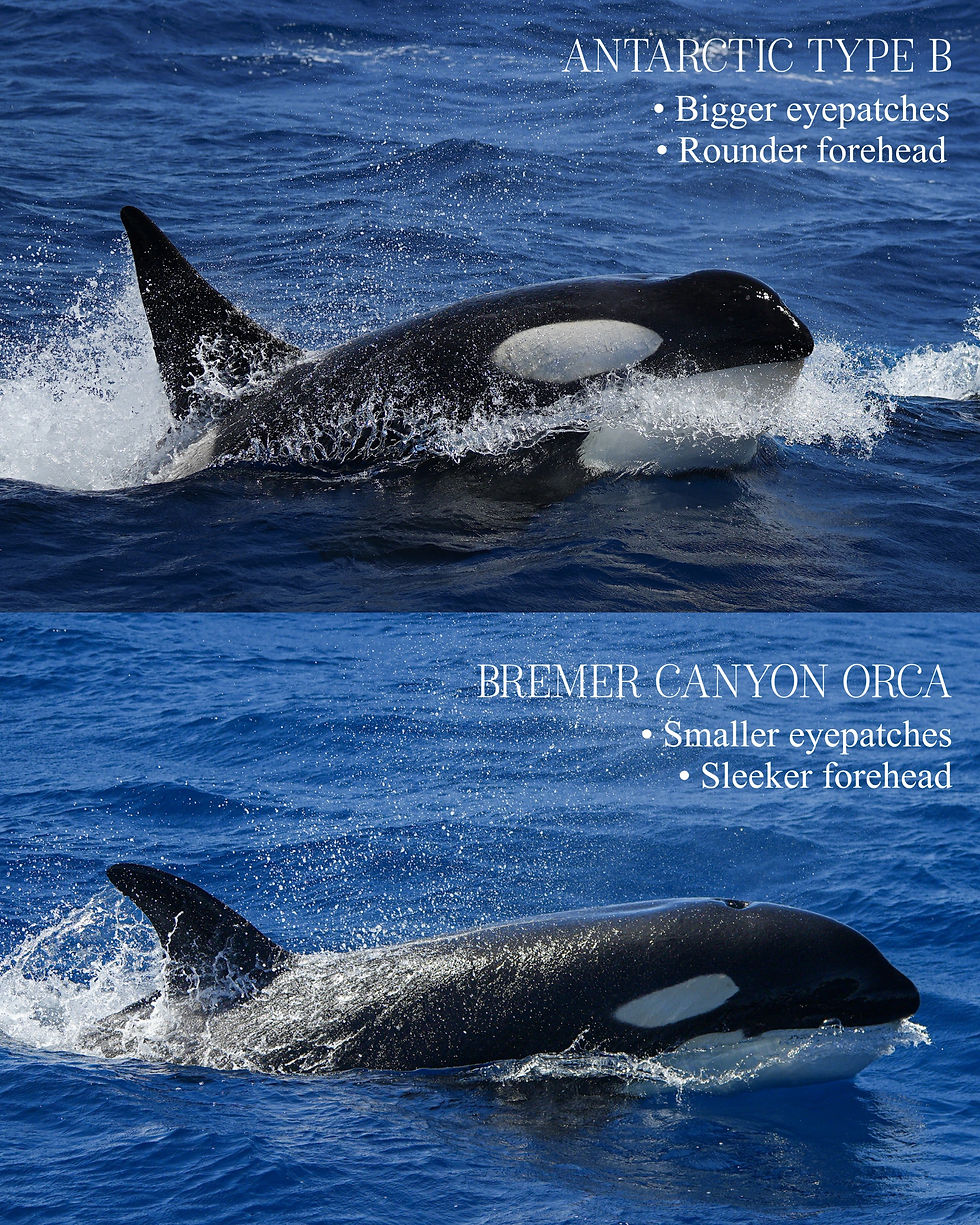 Two orcas in ocean. Top: Antarctic Type B with bigger eyepatches, rounder forehead. Bottom: Bremer Canyon with smaller eyepatches. Blue water.