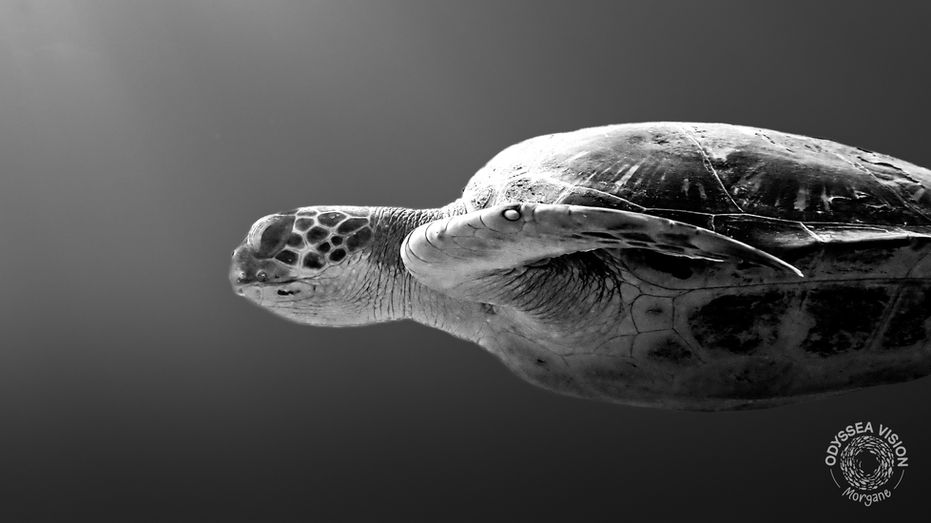 Monochrome photo of a sea turtle swimming streamlined in open water, showcasing elegance and movement in black and white photography.