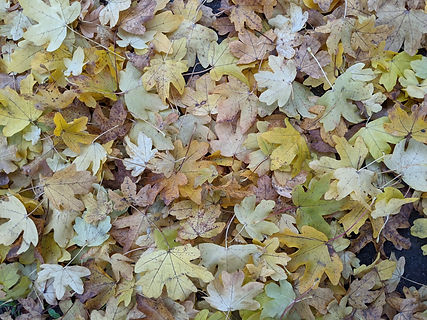 PXL_20201110_152637213_edited.jpg