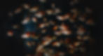 fishes bg.jpg