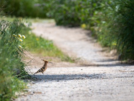 Naturbilder från när och fjärran 7/10