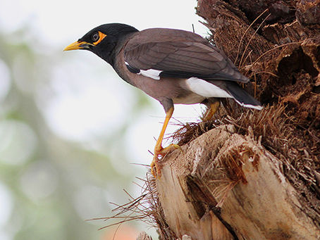 Fågelgruppen den 10 mars...