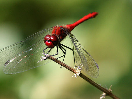 Trollsländeexkursion 7 augusti