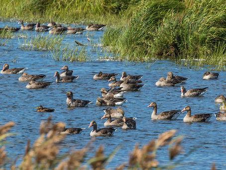 Skådarmorgon vid "Slingra dig" den 17 september