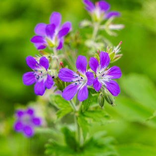 De Vilda Blommornas Dag 14/6
