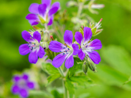De Vilda Blommornas Dag 14/6