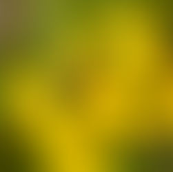 Floravandring på Garnisonen 8/8
